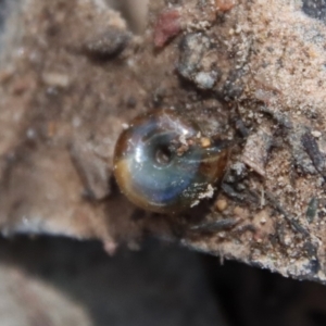 Oxychilus alliarius at Mongarlowe, NSW - suppressed