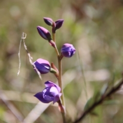 Thelymitra sp. (A Sun Orchid) at Mongarlowe River - 29 Oct 2022 by LisaH