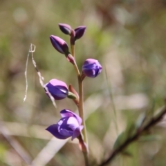 Thelymitra (Genus) (Sun Orchid) at Mongarlowe, NSW - 29 Oct 2022 by LisaH