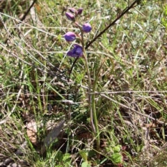 Thelymitra sp. at Mongarlowe, NSW - suppressed