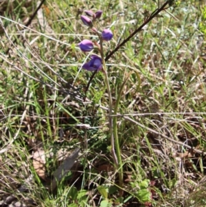 Thelymitra sp. at Mongarlowe, NSW - suppressed