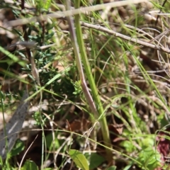 Thelymitra sp. at Mongarlowe, NSW - suppressed