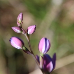 Thelymitra sp. at Mongarlowe, NSW - suppressed