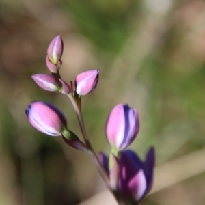 Thelymitra sp. at Mongarlowe, NSW - suppressed