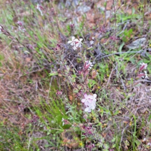 Silene gallica var. gallica at Hackett, ACT - 29 Oct 2022 02:20 PM