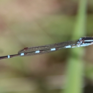 Austrolestes leda at Mongarlowe, NSW - suppressed