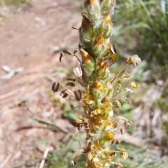 Plantago varia (Native Plaintain) at Mount Majura - 29 Oct 2022 by abread111