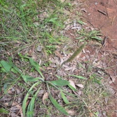 Plantago varia at Hackett, ACT - 29 Oct 2022 03:42 PM