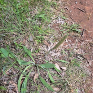 Plantago varia at Hackett, ACT - 29 Oct 2022 03:42 PM