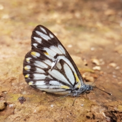 Belenois java (Caper White) at Coolac, NSW - 29 Oct 2022 by roman_soroka