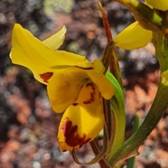 Diuris sulphurea (Tiger Orchid) at Gundaroo, NSW - 29 Oct 2022 by Gunyijan