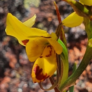 Diuris sulphurea at Gundaroo, NSW - suppressed