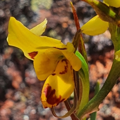 Diuris sulphurea (Tiger Orchid) at Gundaroo, NSW - 29 Oct 2022 by Gunyijan