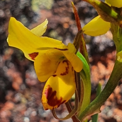 Diuris sulphurea (Tiger Orchid) at Gundaroo, NSW - 28 Oct 2022 by Gunyijan