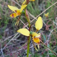 Diuris sulphurea at Gundaroo, NSW - suppressed