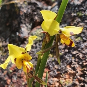 Diuris sulphurea at Gundaroo, NSW - suppressed