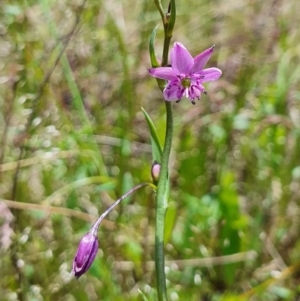 Arthropodium minus at Gundaroo, NSW - 29 Oct 2022 12:39 PM