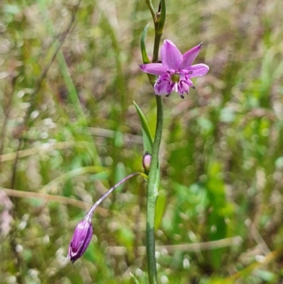 Arthropodium minus (Small Vanilla Lily) at Gundaroo, NSW - 29 Oct 2022 by Gunyijan