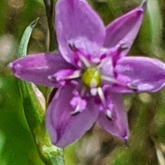 Arthropodium minus at Gundaroo, NSW - 29 Oct 2022 12:39 PM