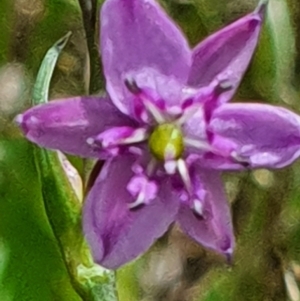 Arthropodium minus at Gundaroo, NSW - 29 Oct 2022