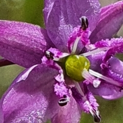 Arthropodium minus at Gundaroo, NSW - 29 Oct 2022 12:39 PM