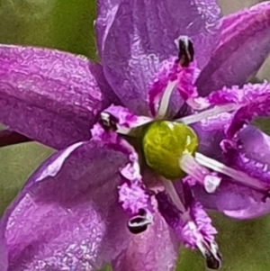 Arthropodium minus at Gundaroo, NSW - 29 Oct 2022