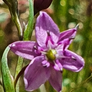 Arthropodium minus at Gundaroo, NSW - 29 Oct 2022 12:39 PM