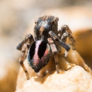 Maratus chrysomelas at Tennent, ACT - 29 Oct 2022