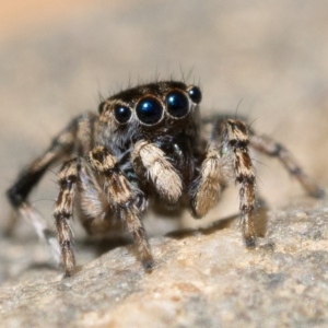 Maratus chrysomelas at Tennent, ACT - 29 Oct 2022