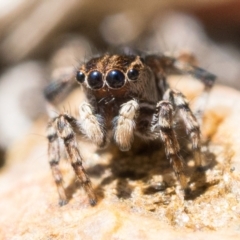 Maratus chrysomelas at Tennent, ACT - 29 Oct 2022