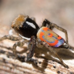 Maratus pavonis (Dunn's peacock spider) at Gigerline Nature Reserve - 29 Oct 2022 by patrickcox