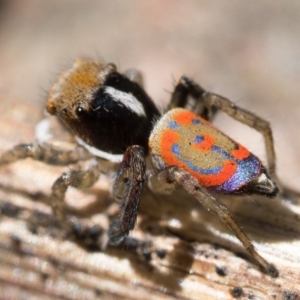 Maratus pavonis at Tennent, ACT - suppressed