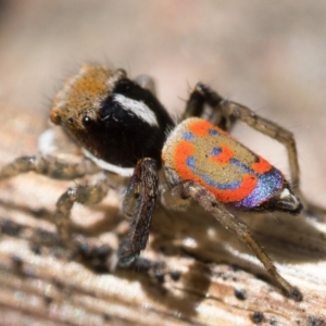 Maratus pavonis at Tennent, ACT - 29 Oct 2022