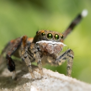 Maratus pavonis at Tennent, ACT - suppressed