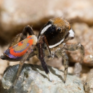 Maratus pavonis at Tennent, ACT - suppressed