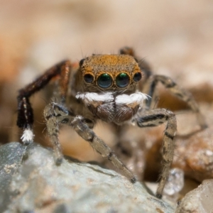 Maratus pavonis at Tennent, ACT - suppressed