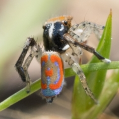 Maratus pavonis at Tennent, ACT - suppressed