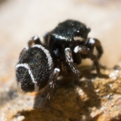 Omoedus marginatus (Tiny Ant-eating Jumper) at Gigerline Nature Reserve - 29 Oct 2022 by patrickcox