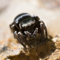 Zenodorus marginatus at Tennent, ACT - 29 Oct 2022 11:00 AM