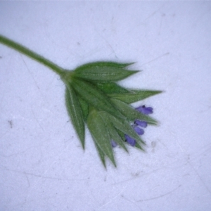 Sherardia arvensis at Hackett, ACT - 29 Oct 2022 03:09 PM