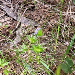 Sherardia arvensis at Hackett, ACT - 29 Oct 2022