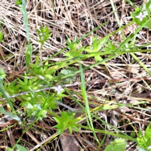 Sherardia arvensis at Hackett, ACT - 29 Oct 2022