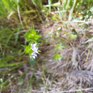 Sherardia arvensis at Hackett, ACT - 29 Oct 2022 03:09 PM