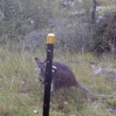 Notamacropus rufogriseus (Red-necked Wallaby) at Mount Taylor - 30 Apr 2022 by MountTaylorParkcareGroup