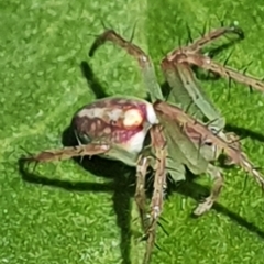 Araneus talipedatus at Gundaroo, NSW - 29 Oct 2022