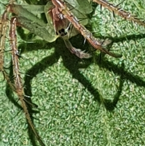Araneus talipedatus at Gundaroo, NSW - 29 Oct 2022
