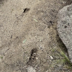 Cervidae (family) (Deer (unknown species)) at Namadgi National Park - 29 Oct 2022 by KMcCue