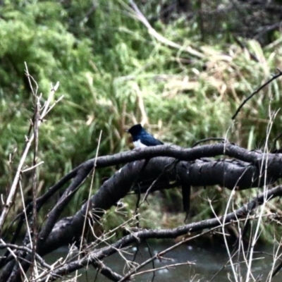 Myiagra cyanoleuca (Satin Flycatcher) at Namadgi National Park - 29 Oct 2022 by KMcCue