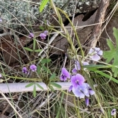 Glycine clandestina (Twining Glycine) at Booth, ACT - 28 Oct 2022 by KMcCue