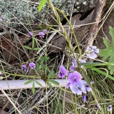 Glycine clandestina (Twining Glycine) at Booth, ACT - 28 Oct 2022 by KMcCue